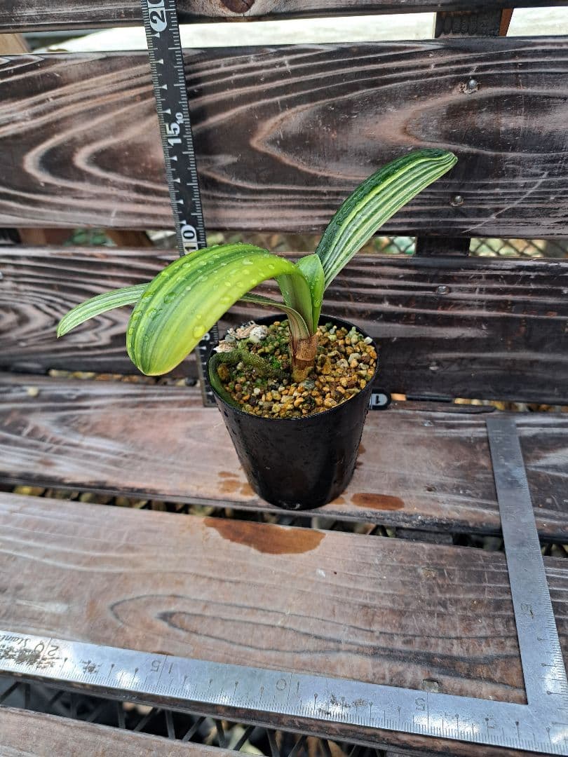 2点おまとめ　君子蘭　斑入り　植物　観葉植物　インテリア