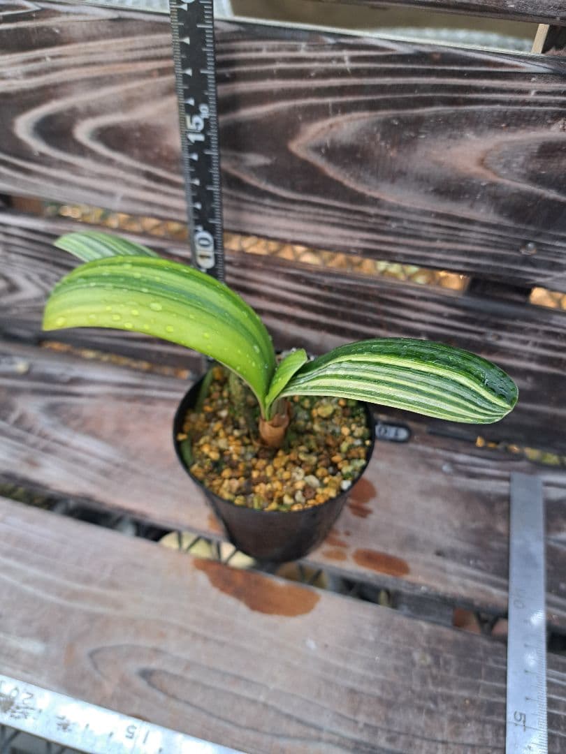 2点おまとめ　君子蘭　斑入り　植物　観葉植物　インテリア