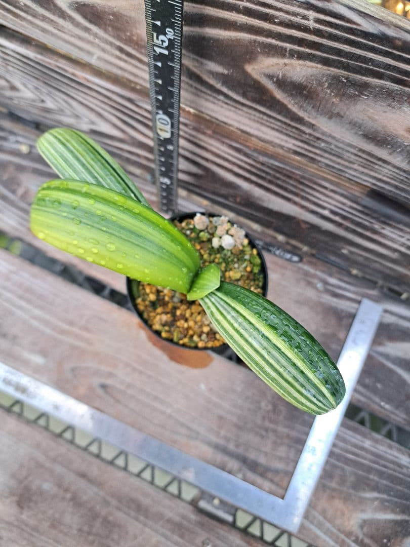 2点おまとめ　君子蘭　斑入り　植物　観葉植物　インテリア
