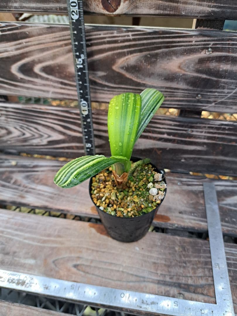 2点おまとめ　君子蘭　斑入り　植物　観葉植物　インテリア
