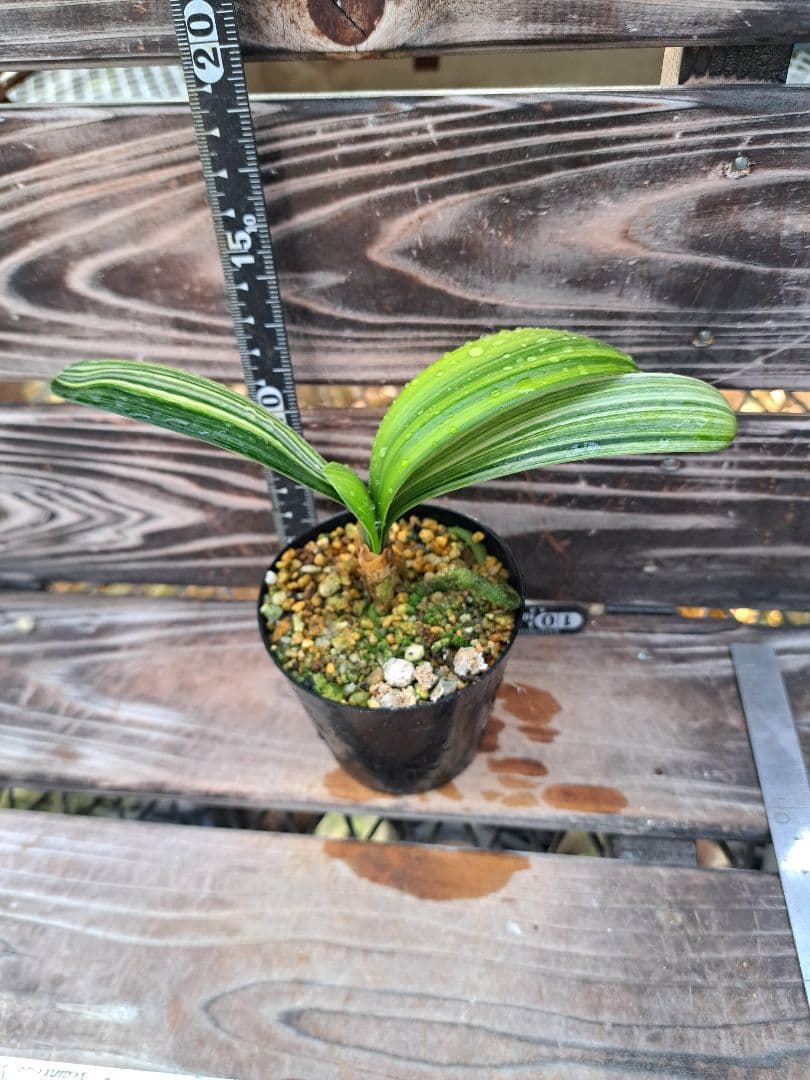 2点おまとめ　君子蘭　斑入り　植物　観葉植物　インテリア