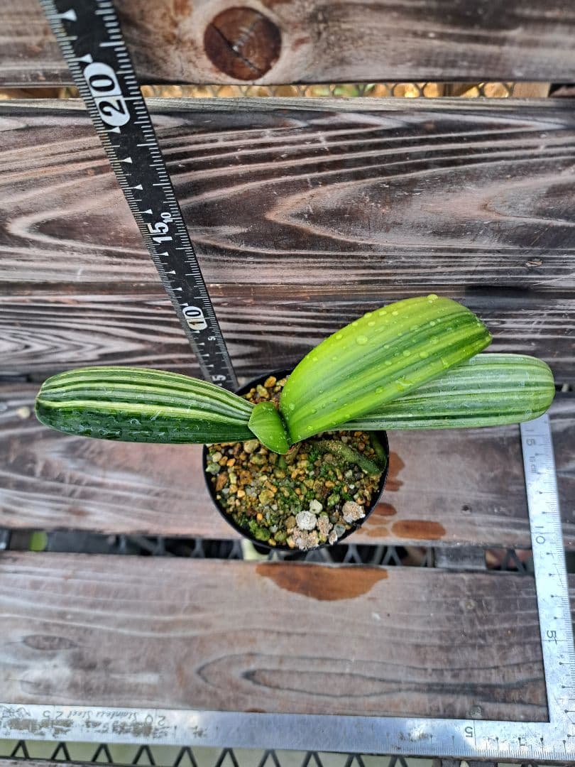 2点おまとめ　君子蘭　斑入り　植物　観葉植物　インテリア