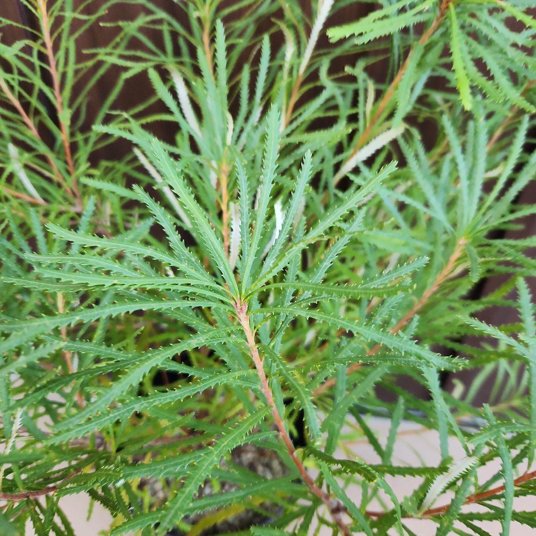 ボリューム苗　ヘアピンバンクシア　鉢植え　オージープランツ　ドライガーデン