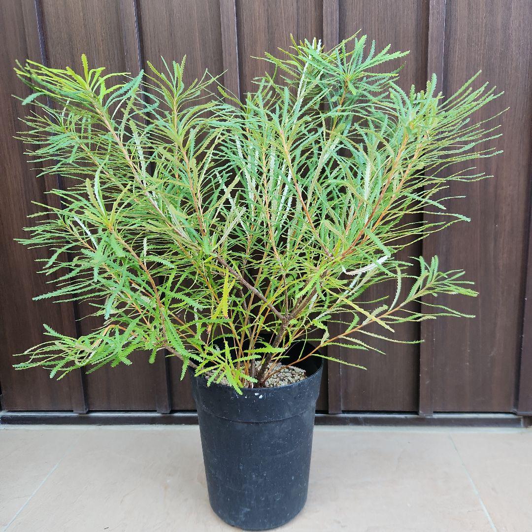 ボリューム苗　ヘアピンバンクシア　鉢植え　オージープランツ　ドライガーデン