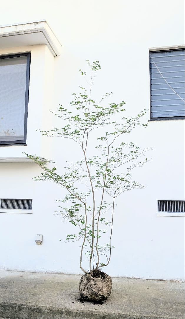 ここ。山採りアオダモ株とドウダンツツジ。