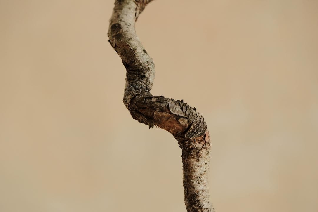 【赤松　文人木】　樹齢約25年　那須塩原　山採り親木 実生 中品　高さ52㎝