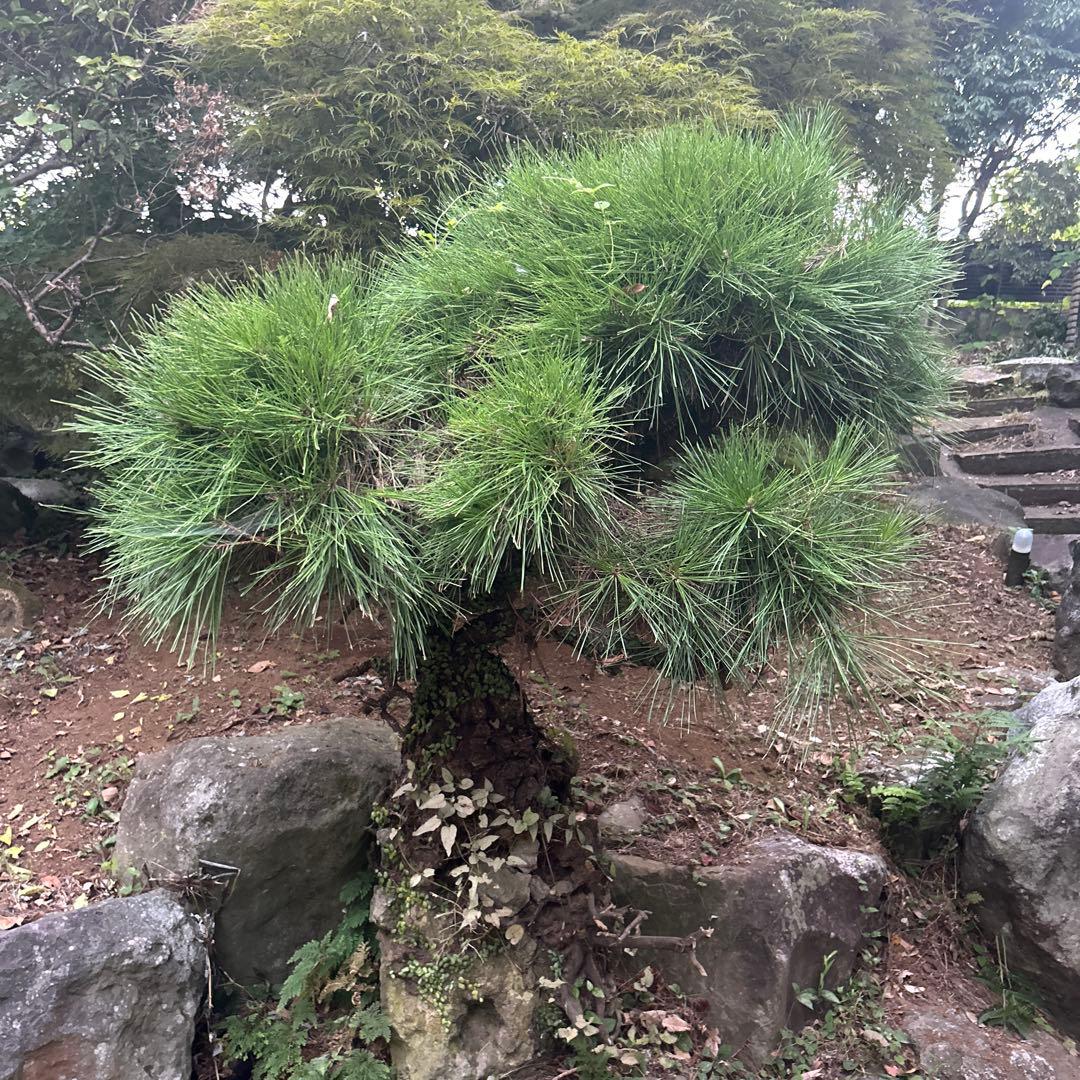 盆栽