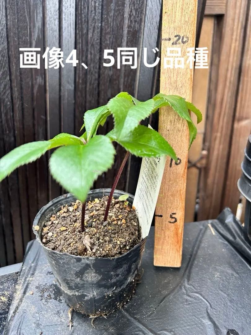 クリスマス　確認用