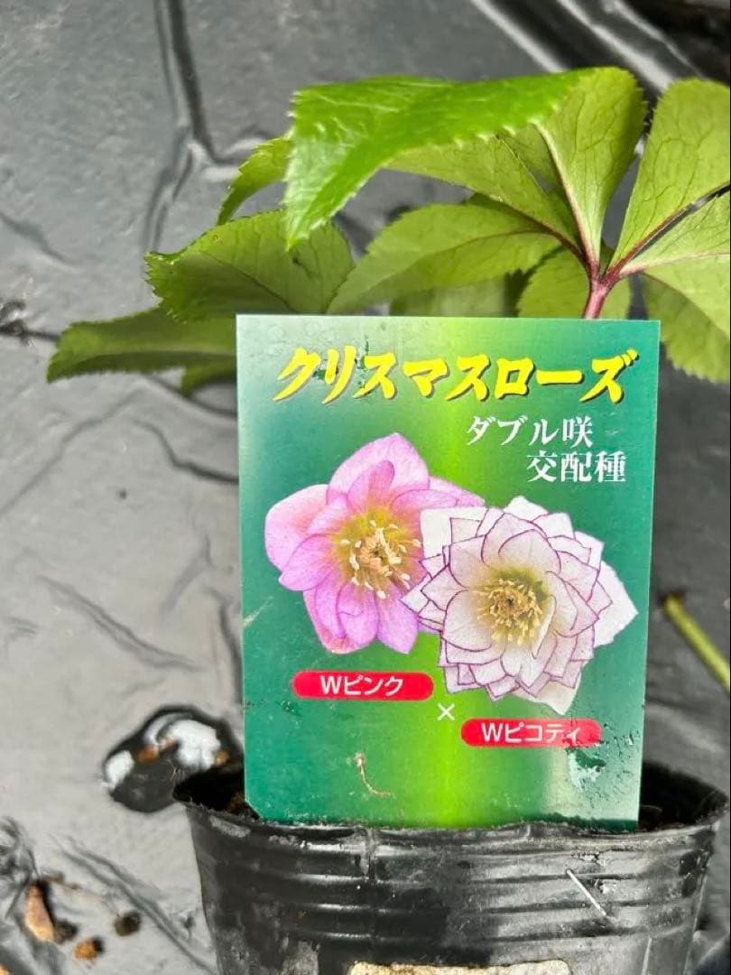 クリスマス　確認用