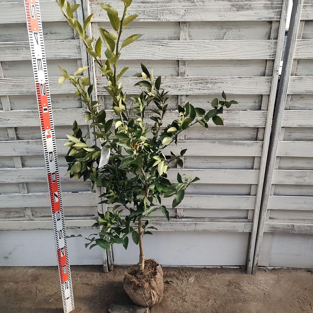 花柚子 3年生 大苗