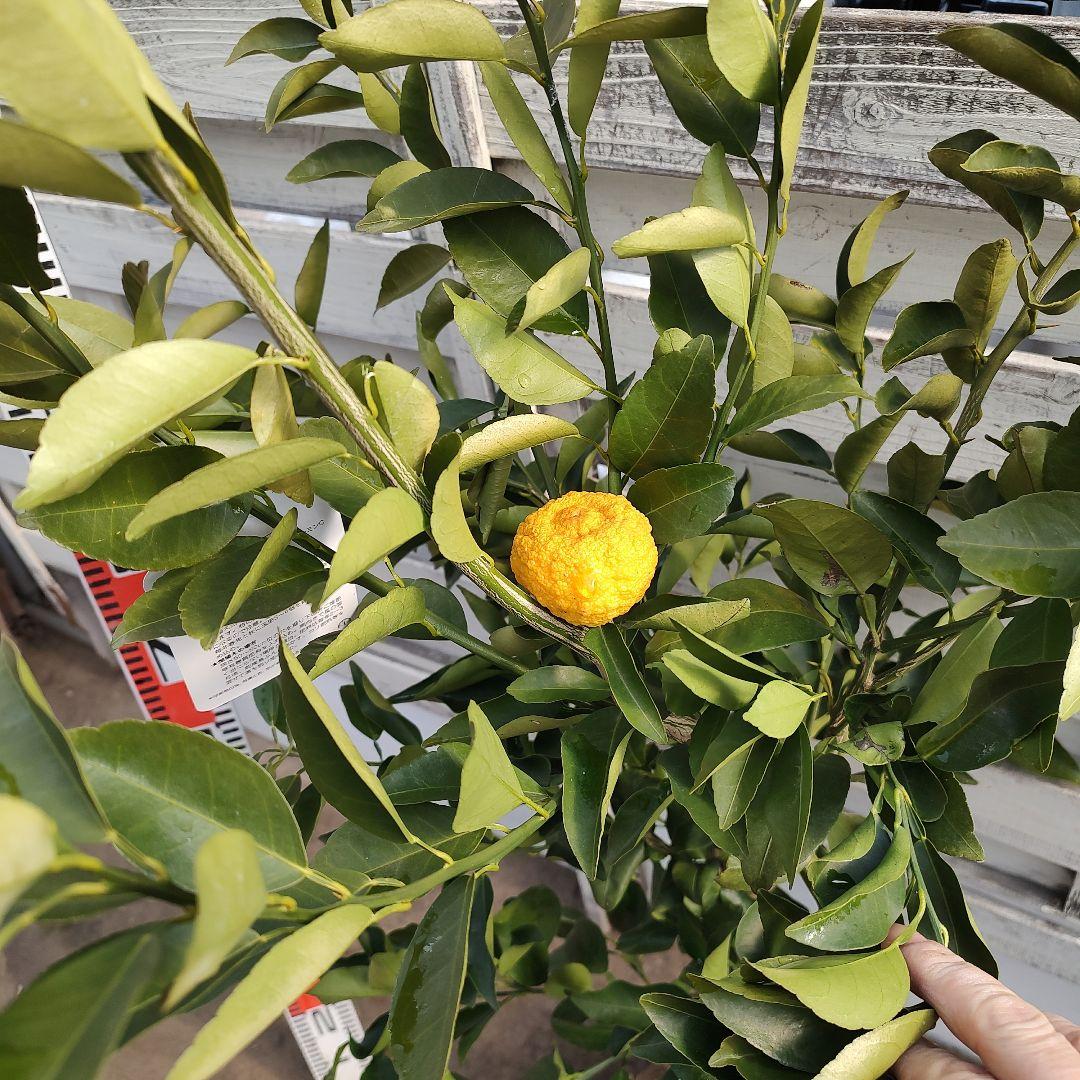 花柚子 3年生 大苗