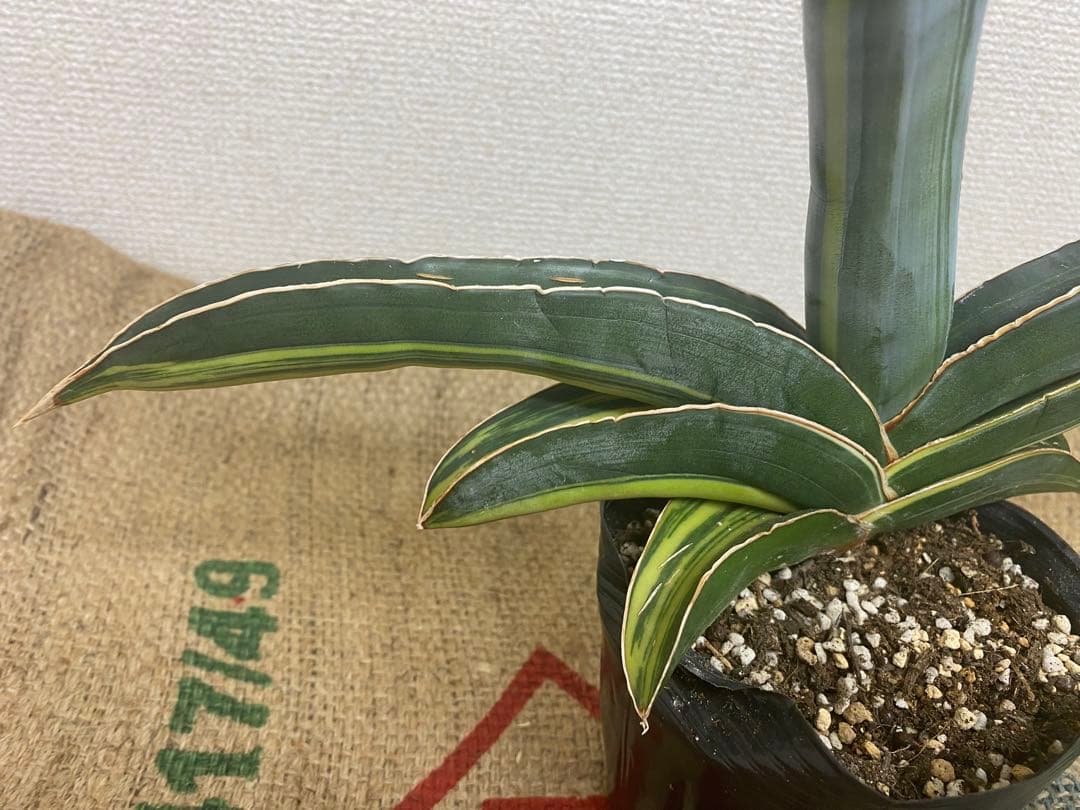 サンスベリア バナナ 斑入 S.Banana Variegated 2