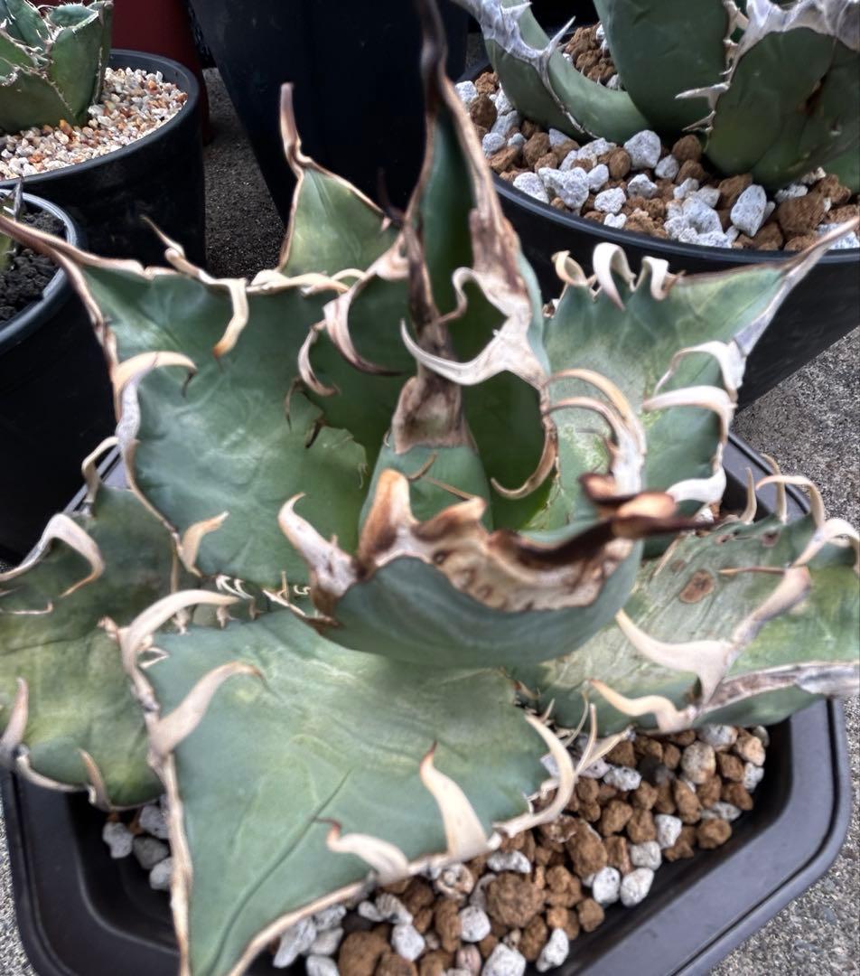 アガベ oaxaca oteroi 現地実生 オアハカ オテロイ ウネウネ