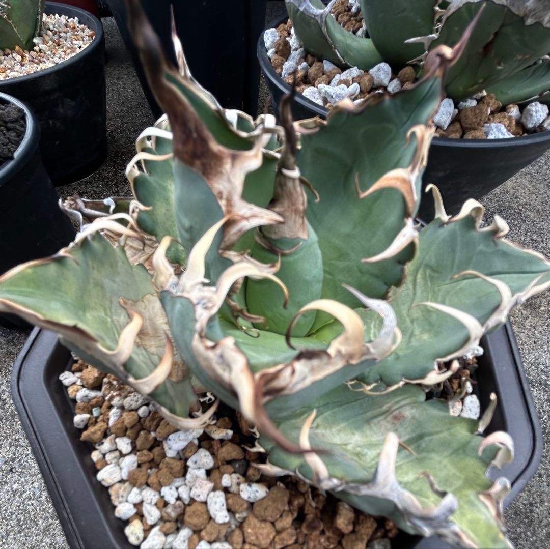 アガベ oaxaca oteroi 現地実生 オアハカ オテロイ ウネウネ