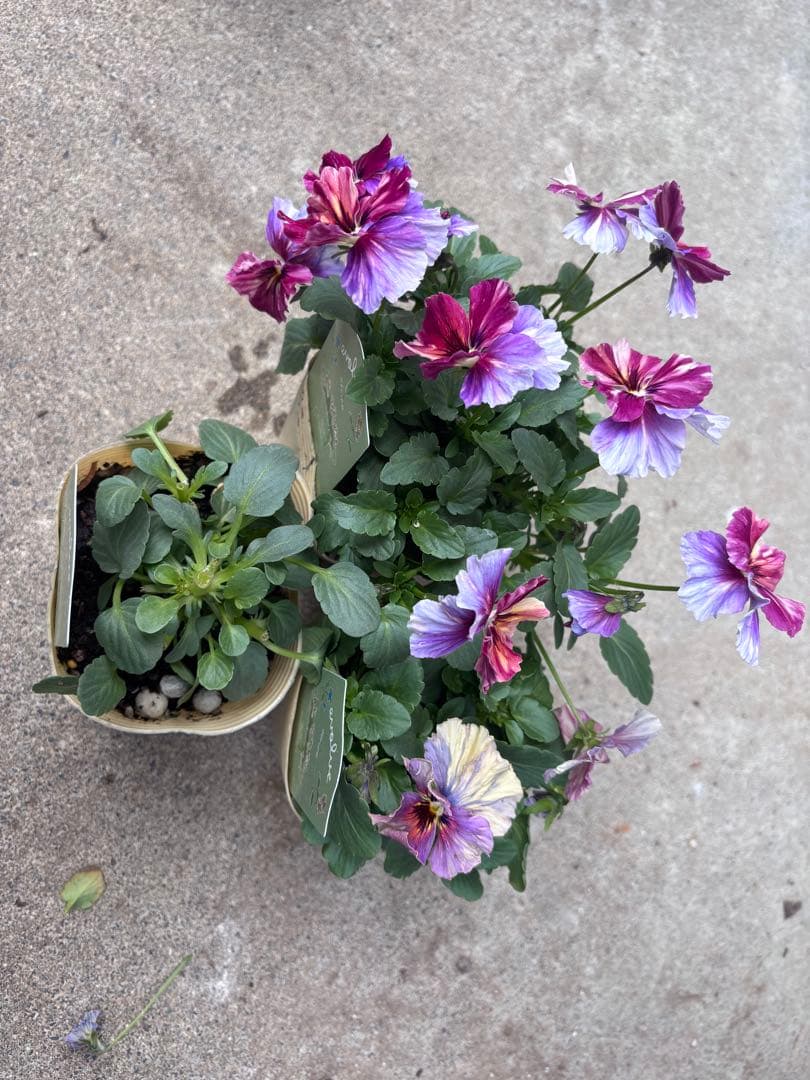 花 MIYABI