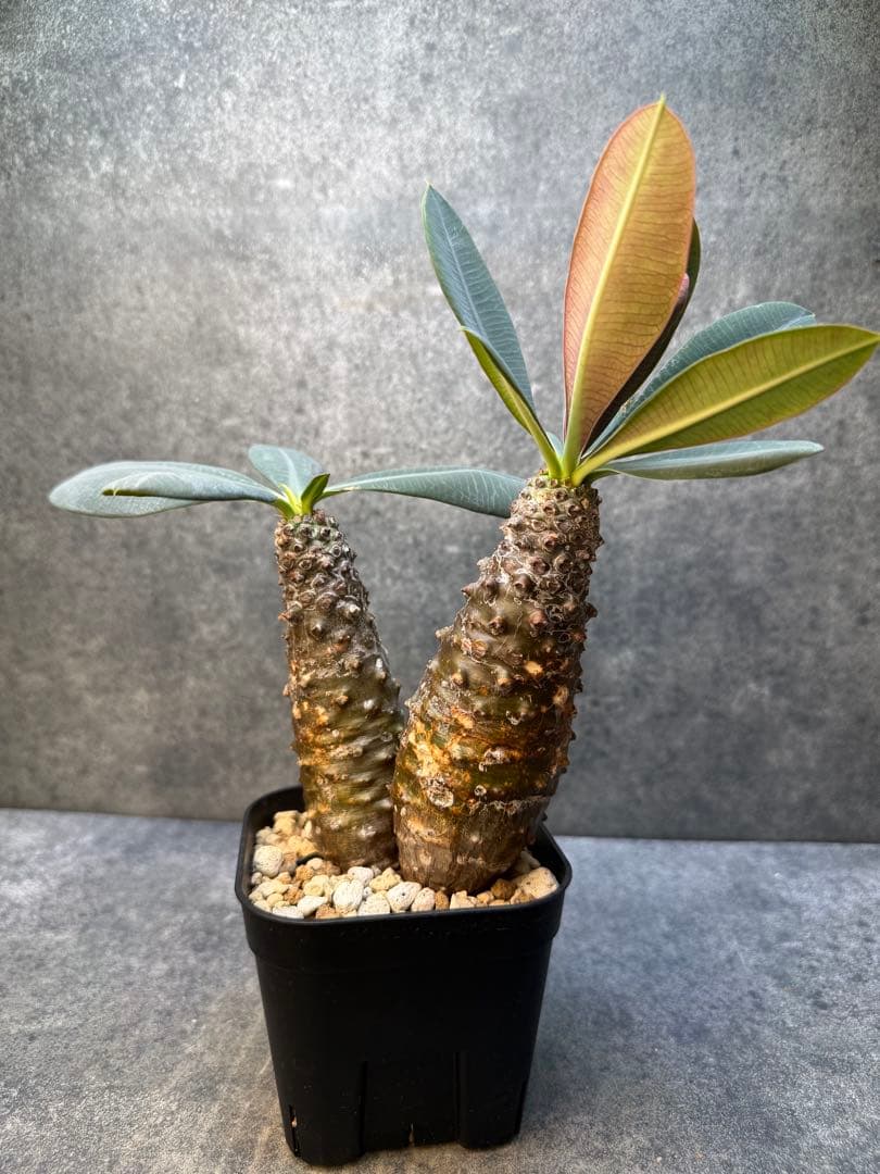 ユーフォルビア　パキポディオイデス　現地球　発根済み　多頭　二頭　現20