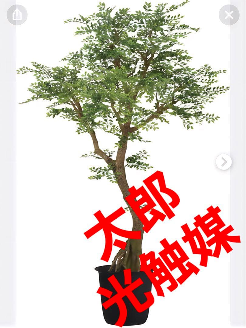 光触媒　人工観葉植物　ウォールグリーン　フェイクグリーン　トネリココアッド鉢付き