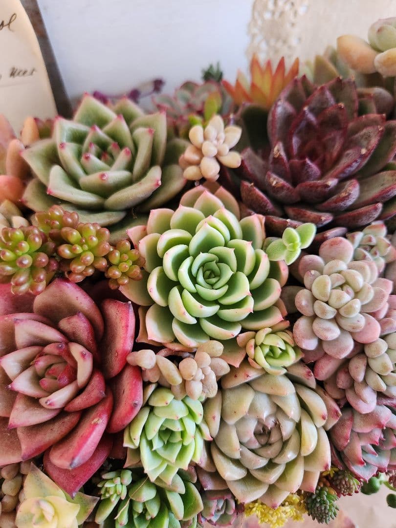 多肉植物寄せ植え　そのまま飾れる　大きなブリキ☆*