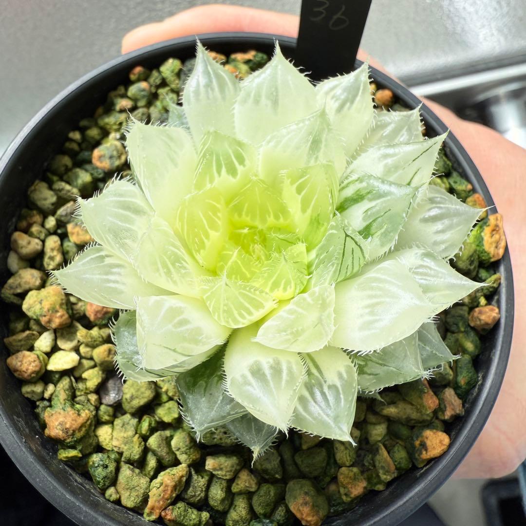 多肉植物 ハオルチア 自宅実生オブツーサ錦 36番 糊斑1点物 9.5cm鉢