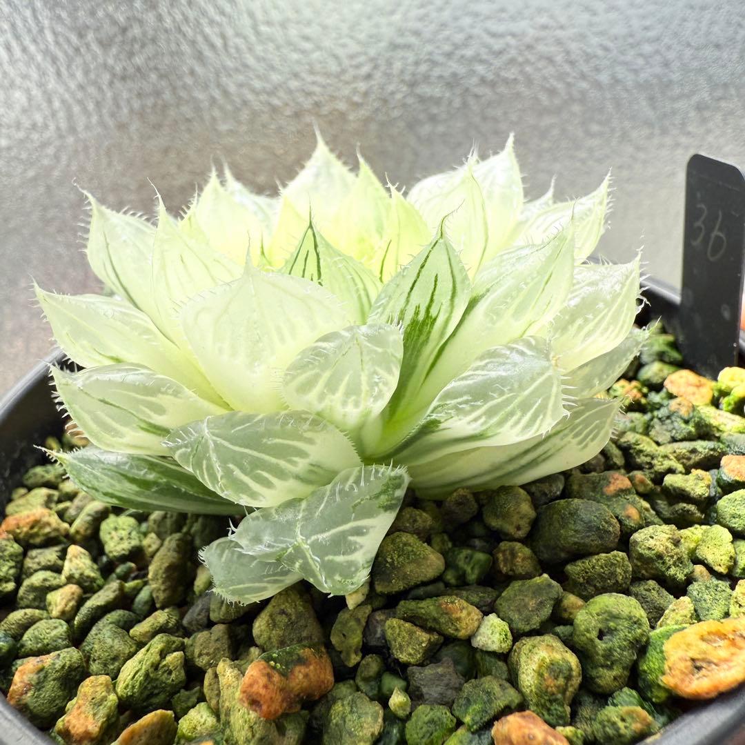 多肉植物 ハオルチア 自宅実生オブツーサ錦 36番 糊斑1点物 9.5cm鉢