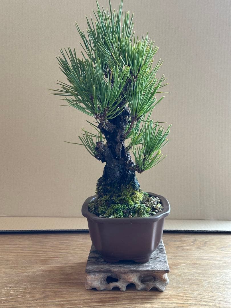 盆栽 小品盆栽 錦松(夢錦)-6