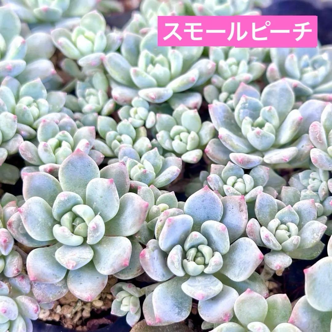 【サービス品@880〜】スモールピーチ(多頭)