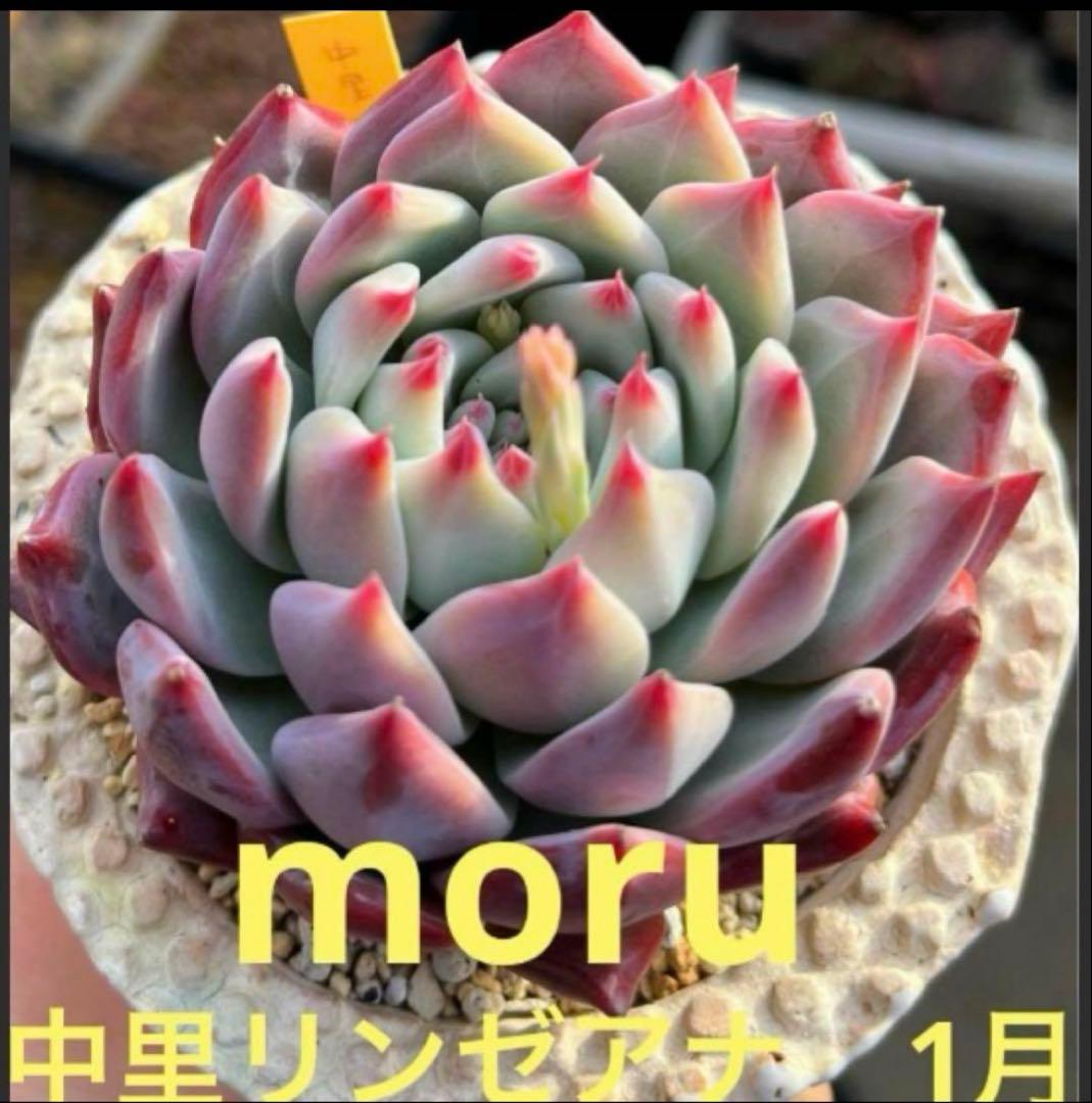 M*i様 2025実生苗セットt❤️　4センチポット