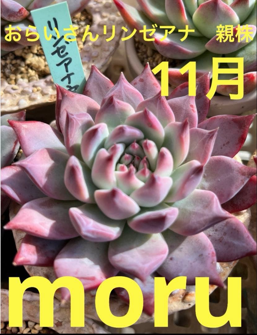 M*i様 2025実生苗セットt❤️　4センチポット