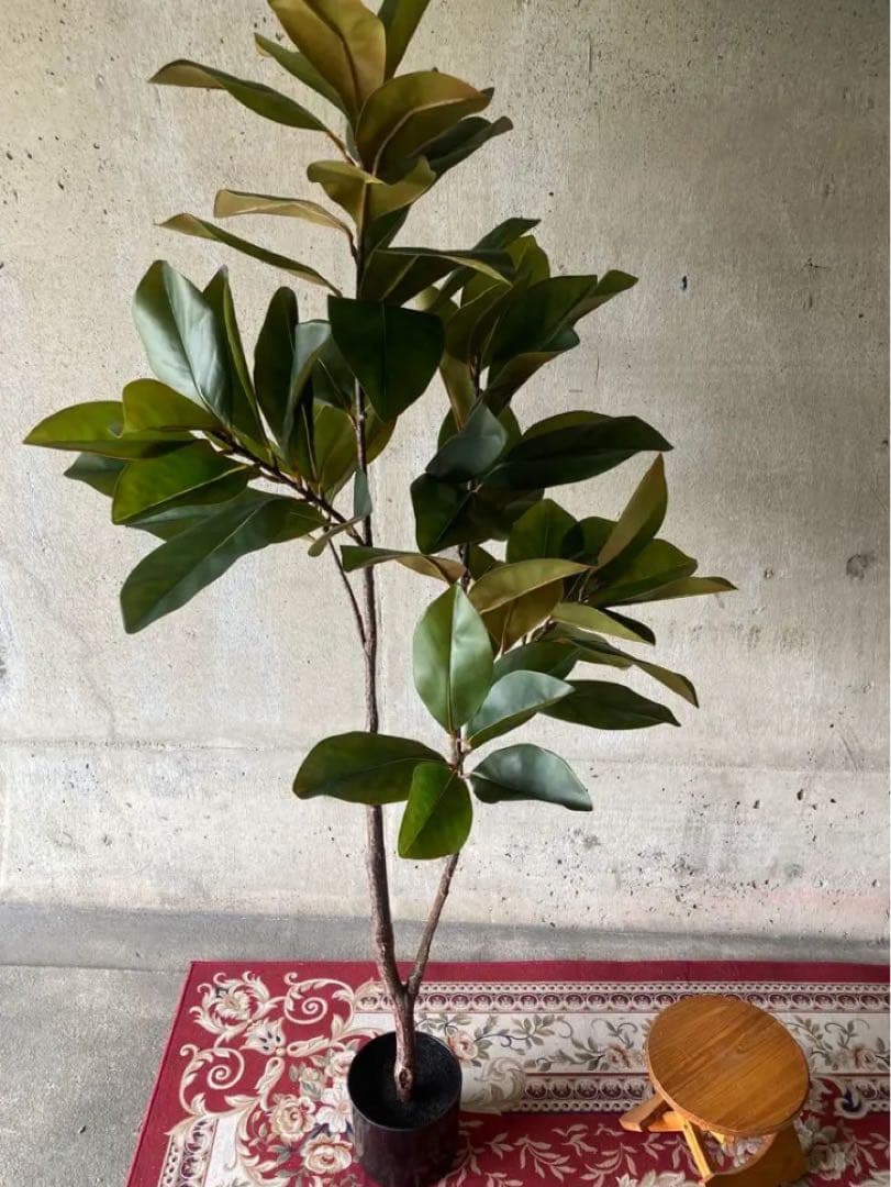 光触媒　人工観葉植物　ウォールグリーン　フェイクグリーン　マグノリアツリー15