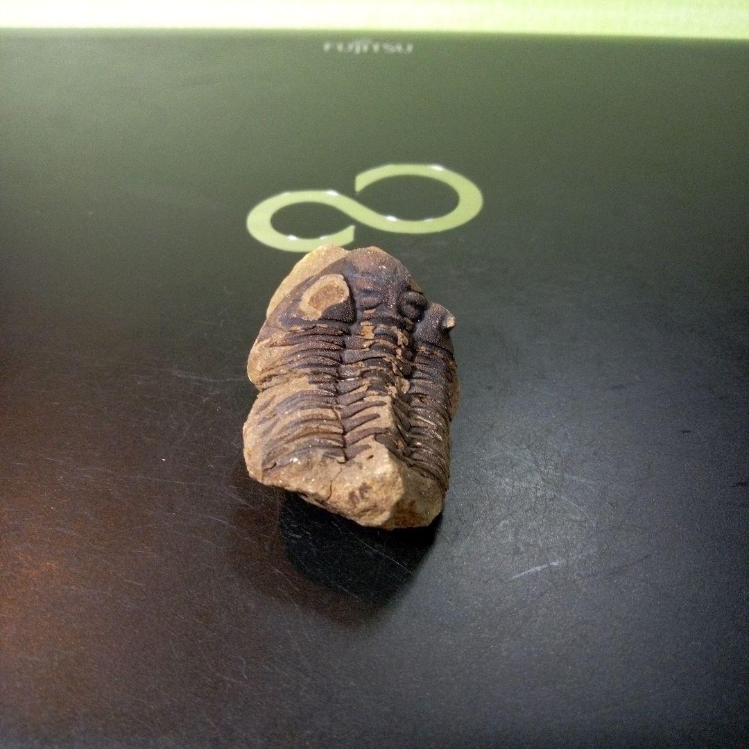三葉虫　化石　fossil　ボリビア産　トライロバイト　Fossil番号⑤