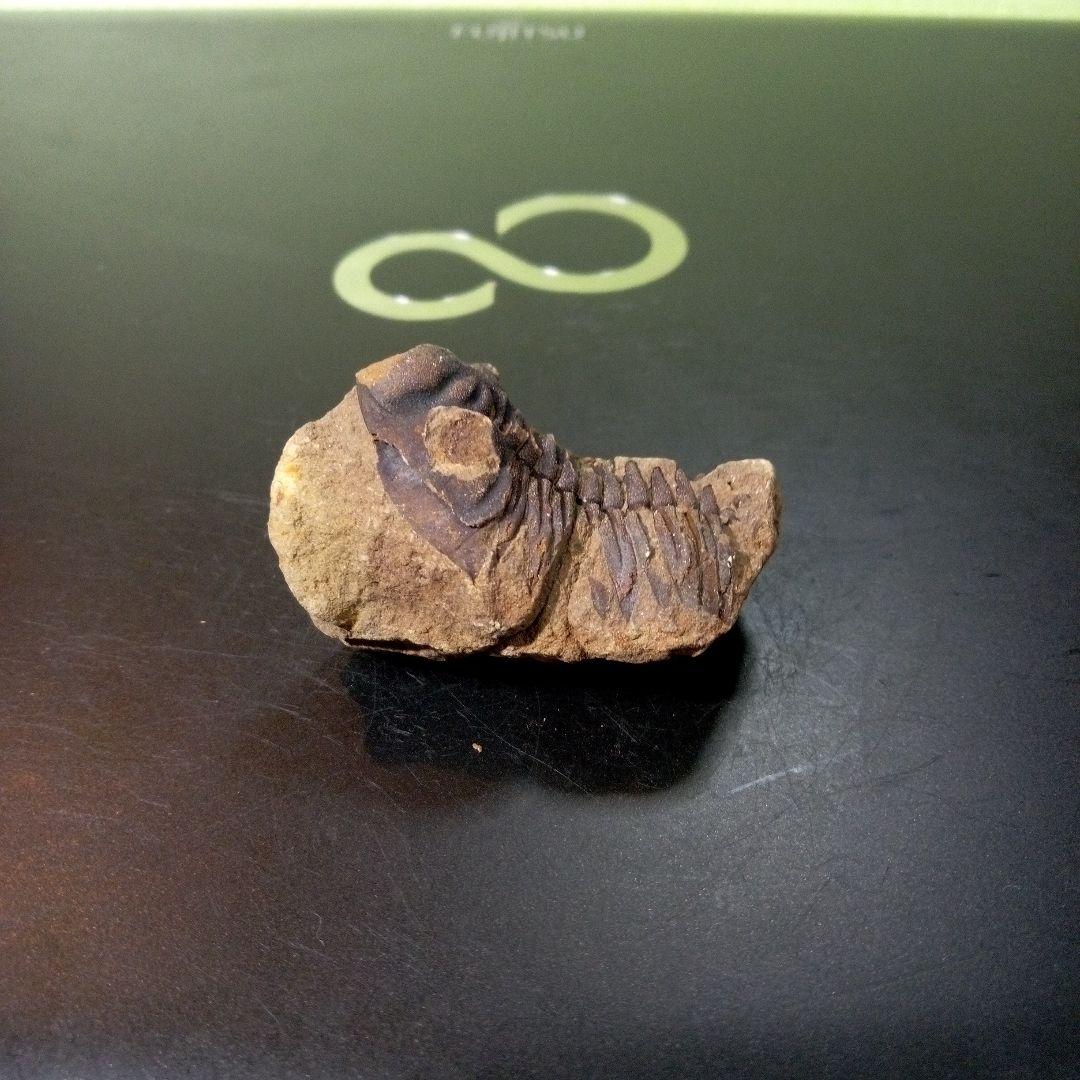 三葉虫　化石　fossil　ボリビア産　トライロバイト　Fossil番号⑤