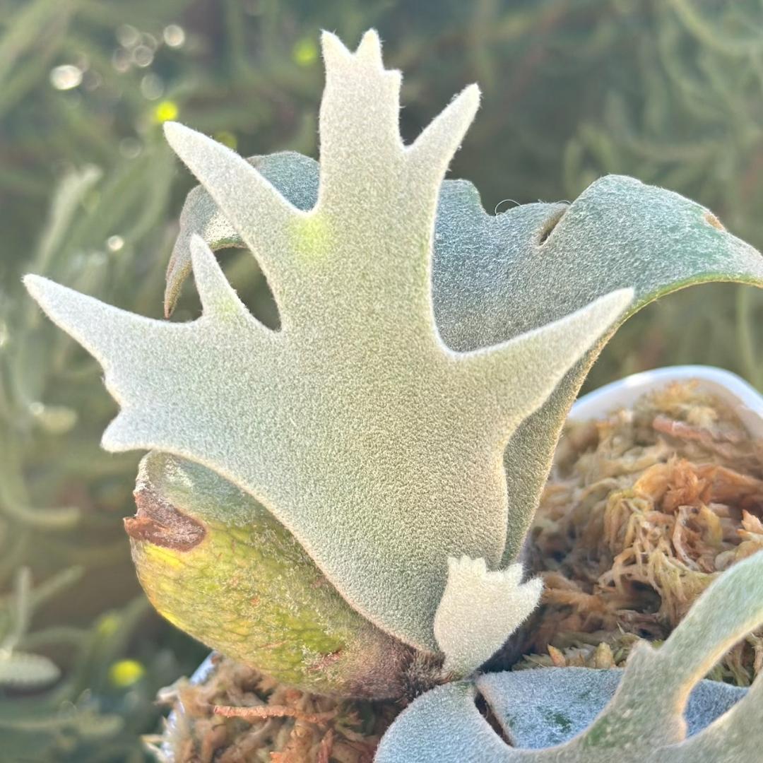 断熱材！！Yellow moon dwarf ’totoro’ spore511