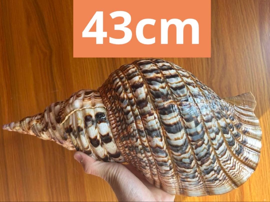 特大　法螺貝　43cm　(直線40cm)