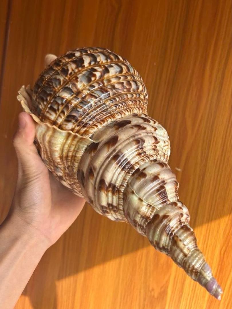 特大　法螺貝　43cm　(直線40cm)