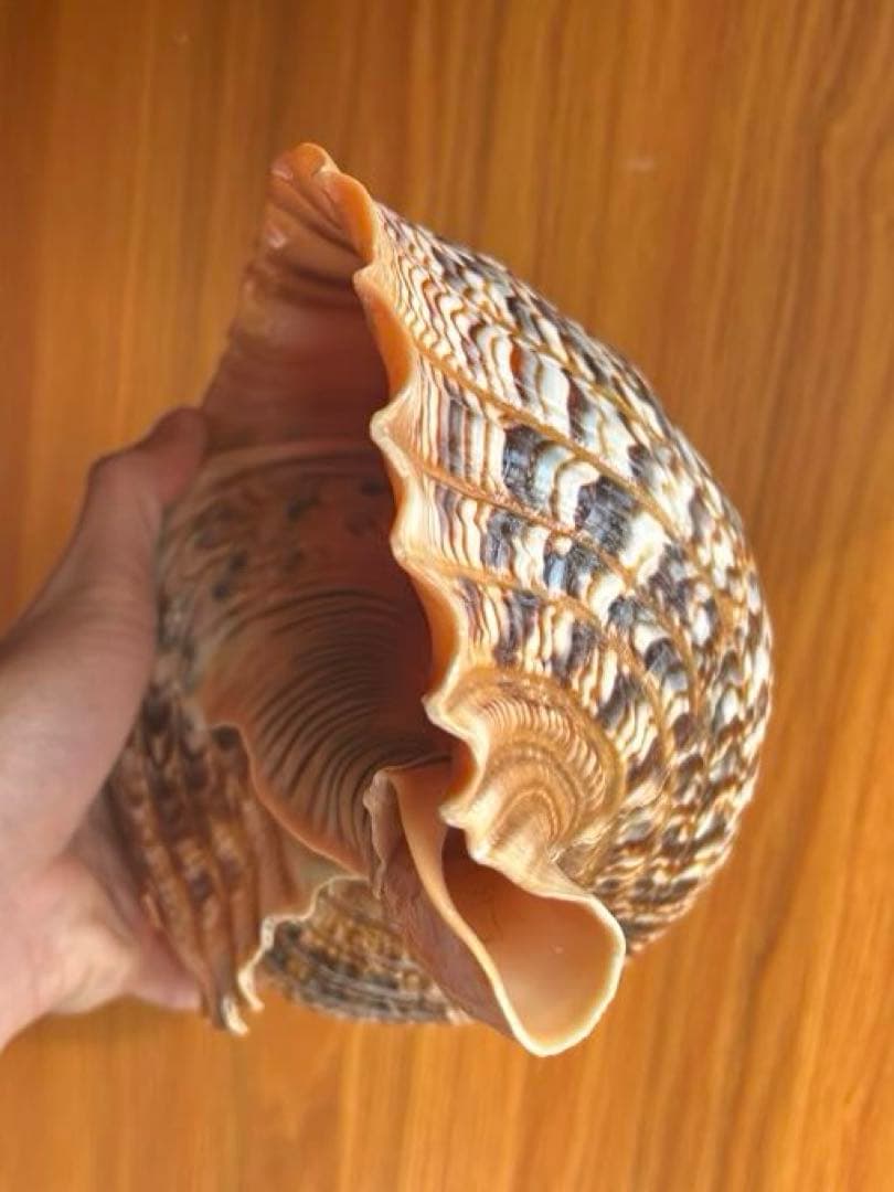 特大　法螺貝　43cm　(直線40cm)