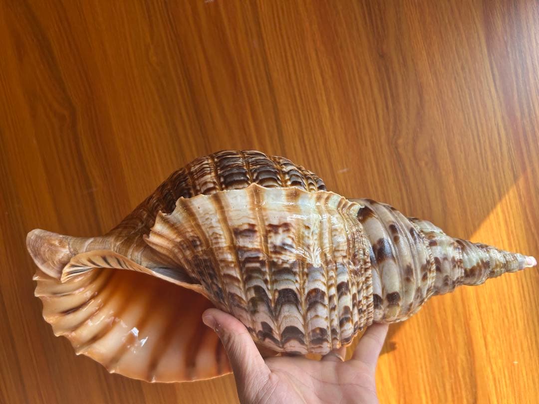 特大　法螺貝　43cm　(直線40cm)
