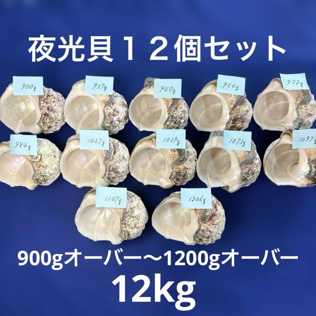 夜光貝　ヤコウ貝　まとめ売り　12個　12kg アクセサリー　ルアー