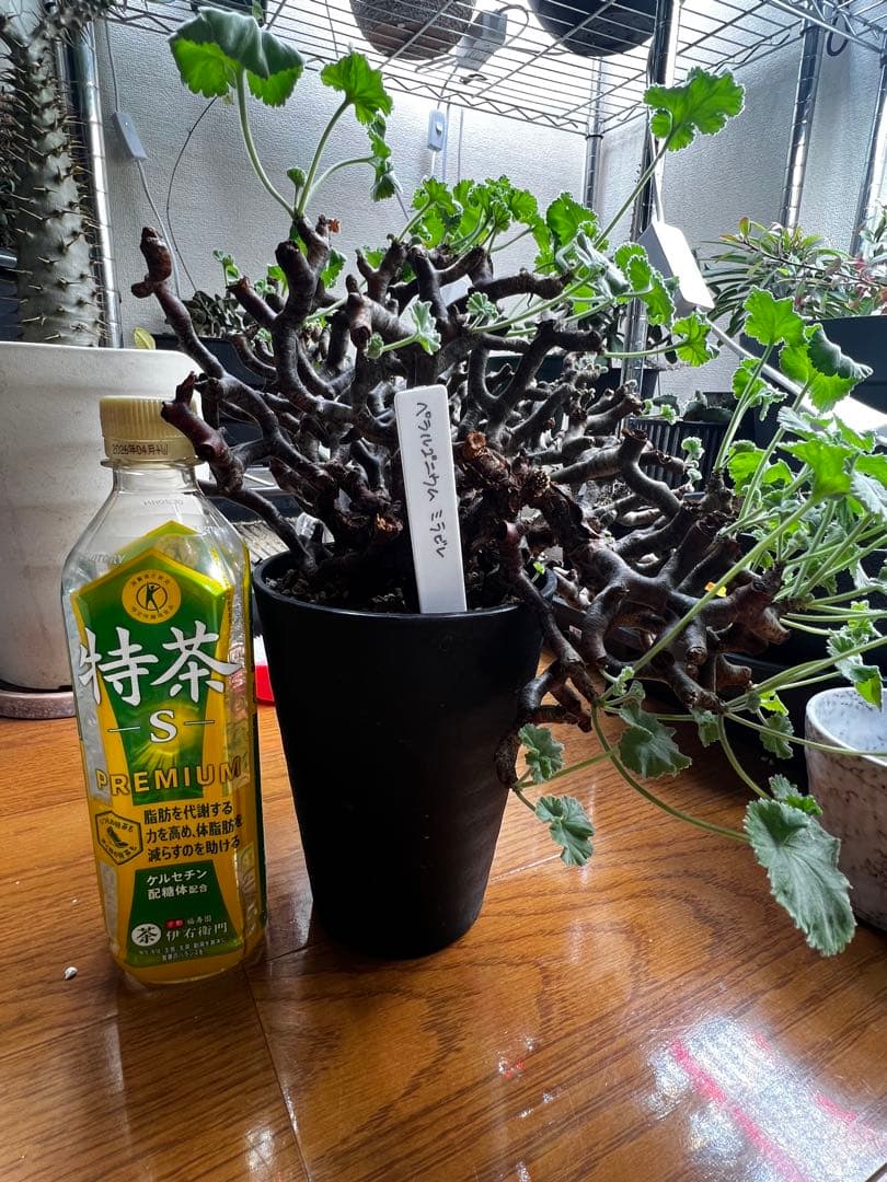 ペラルゴニウムミラビレ 大株