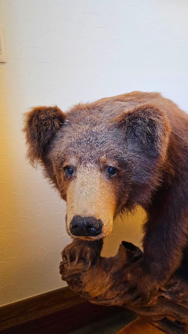 エゾヒグマ剥製　北海道剥製標本社作製　美品　送料込