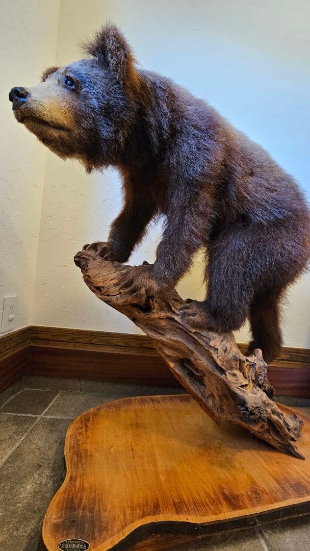 エゾヒグマ剥製　北海道剥製標本社作製　美品　送料込