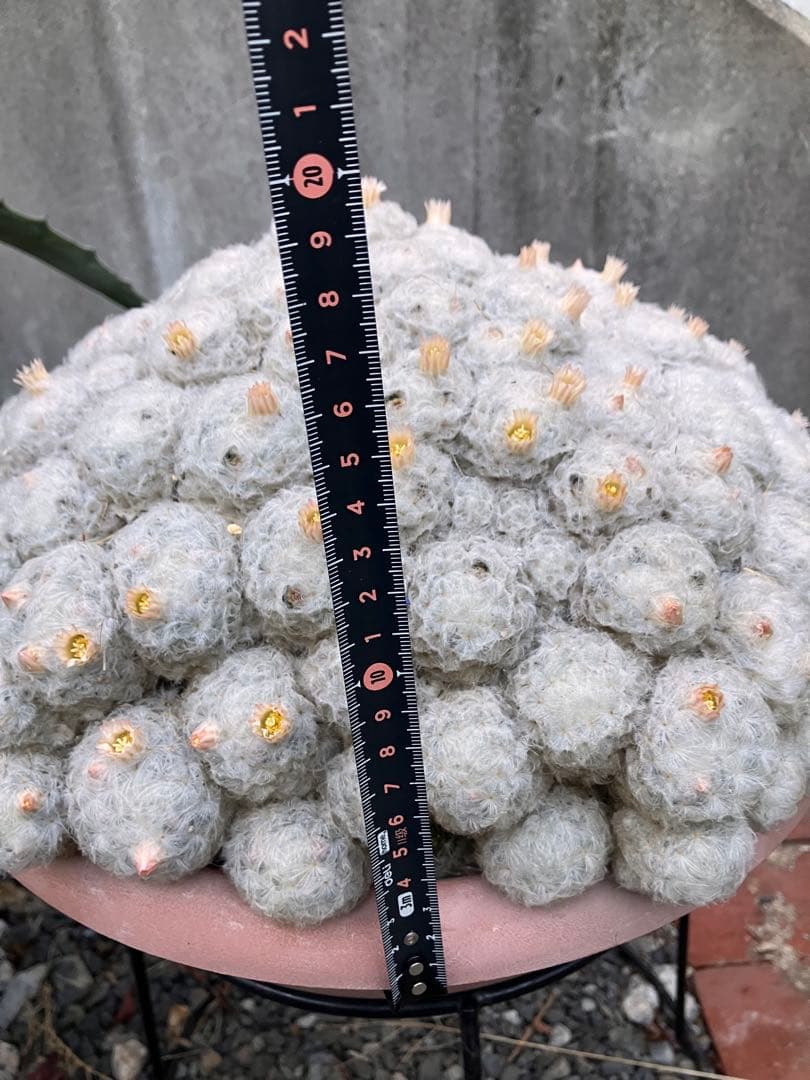 大型 群生サボテン（マミラリア属？・白毛タイプ）鉢付き