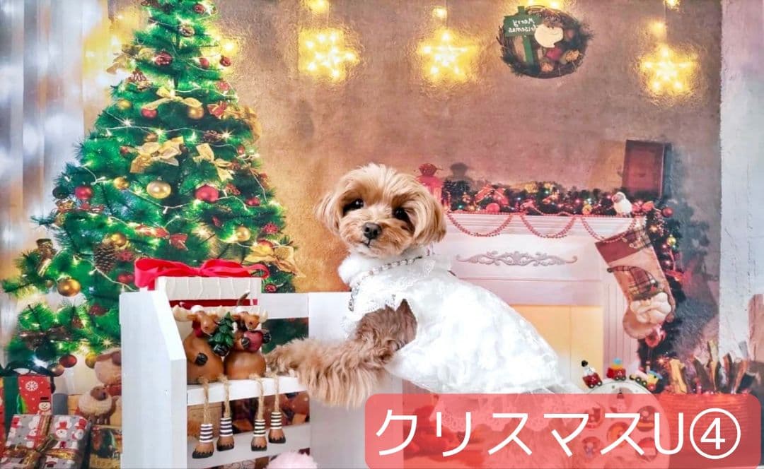 背景布×10枚+2　ペット撮影用ブース　トリミングチョーカー販売中　お正月、春