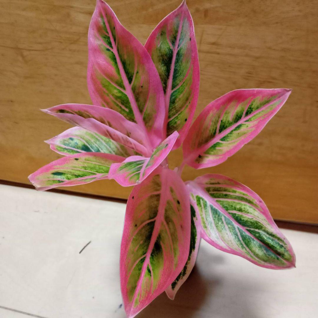 アグラオネマ　ロータス　デライト　観葉植物