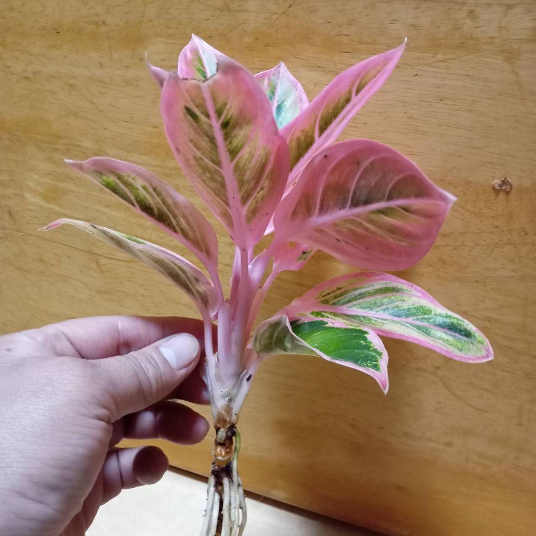 アグラオネマ　ロータス　デライト　観葉植物
