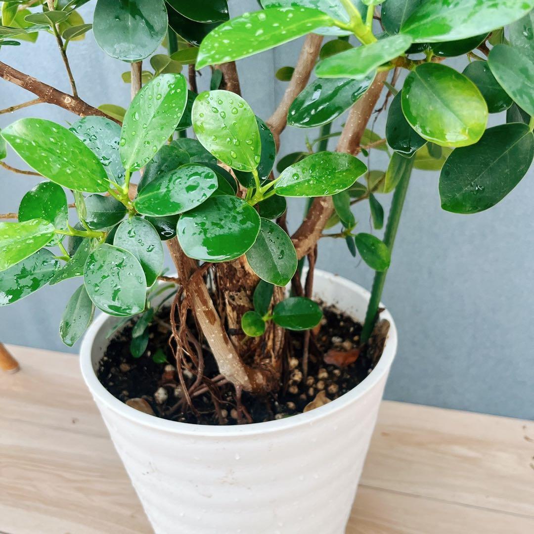 ［現品］【希少】12番　パンダガジュマル　8号　観葉植物　室内　レア　多幸の木