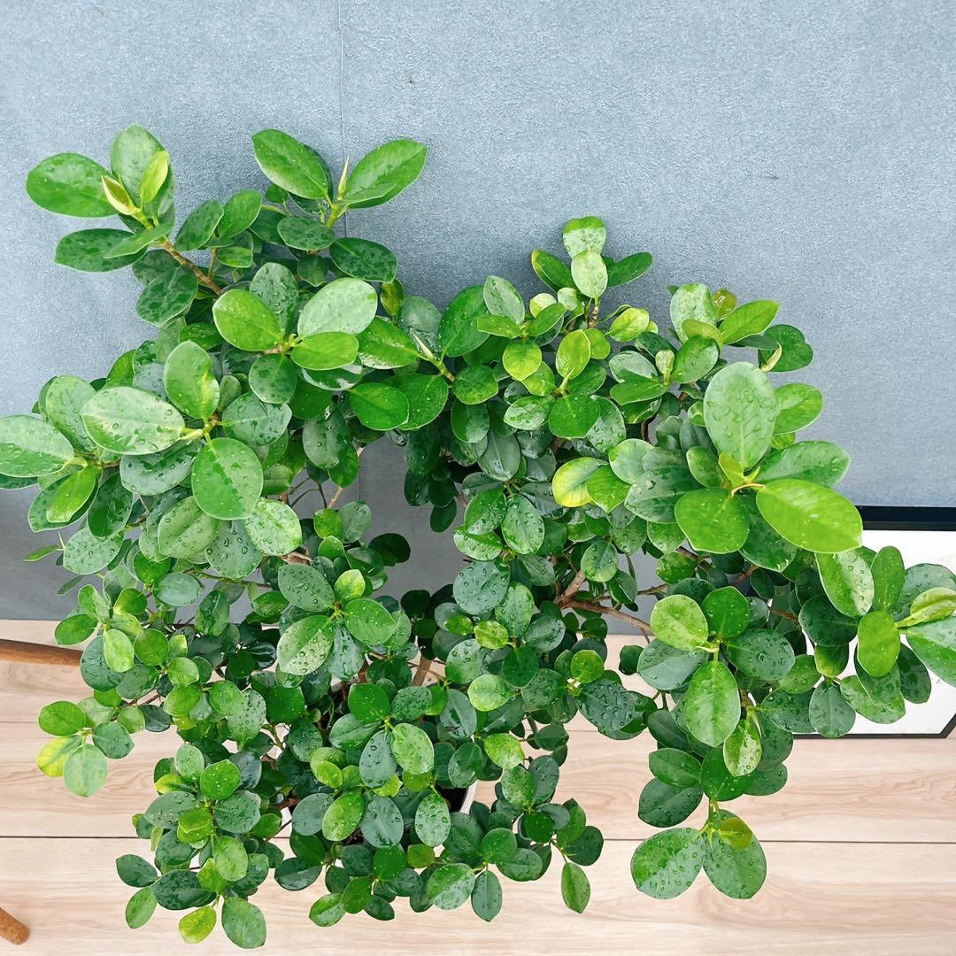 ［現品］【希少】12番　パンダガジュマル　8号　観葉植物　室内　レア　多幸の木