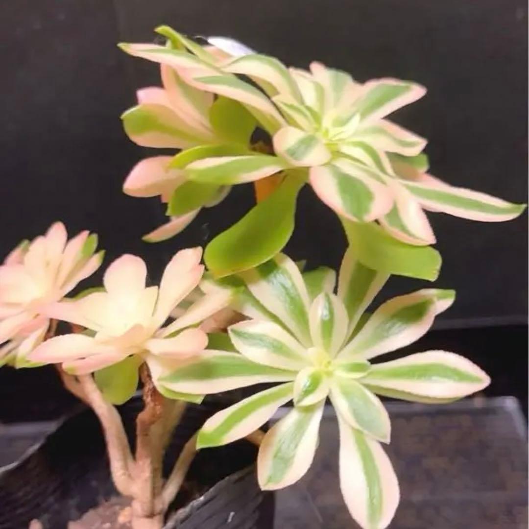 100#多肉植物❤️アエオニウム錦❤️ホロスパツラツム錦❤️7頭16cm拔き苗