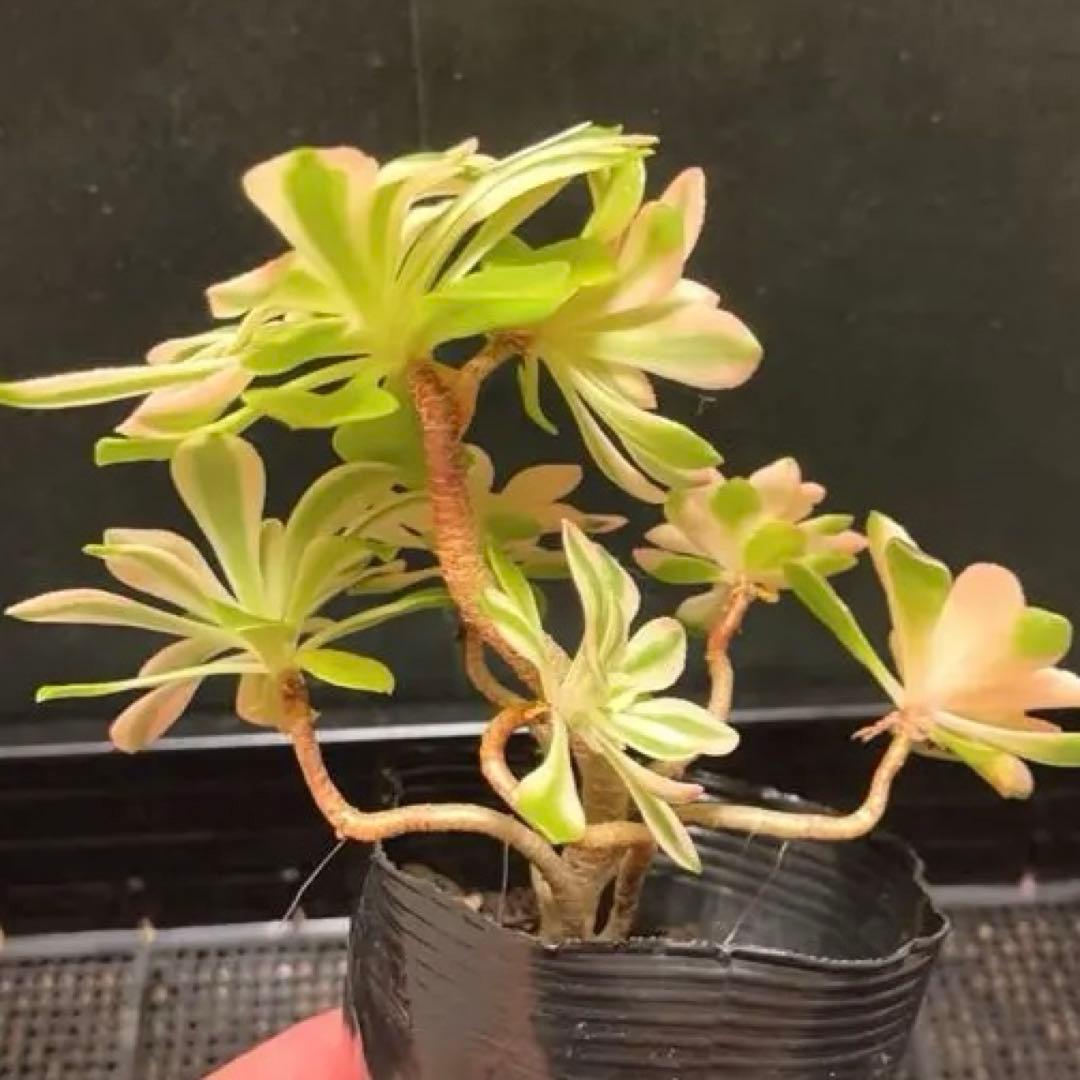 100#多肉植物❤️アエオニウム錦❤️ホロスパツラツム錦❤️7頭16cm拔き苗