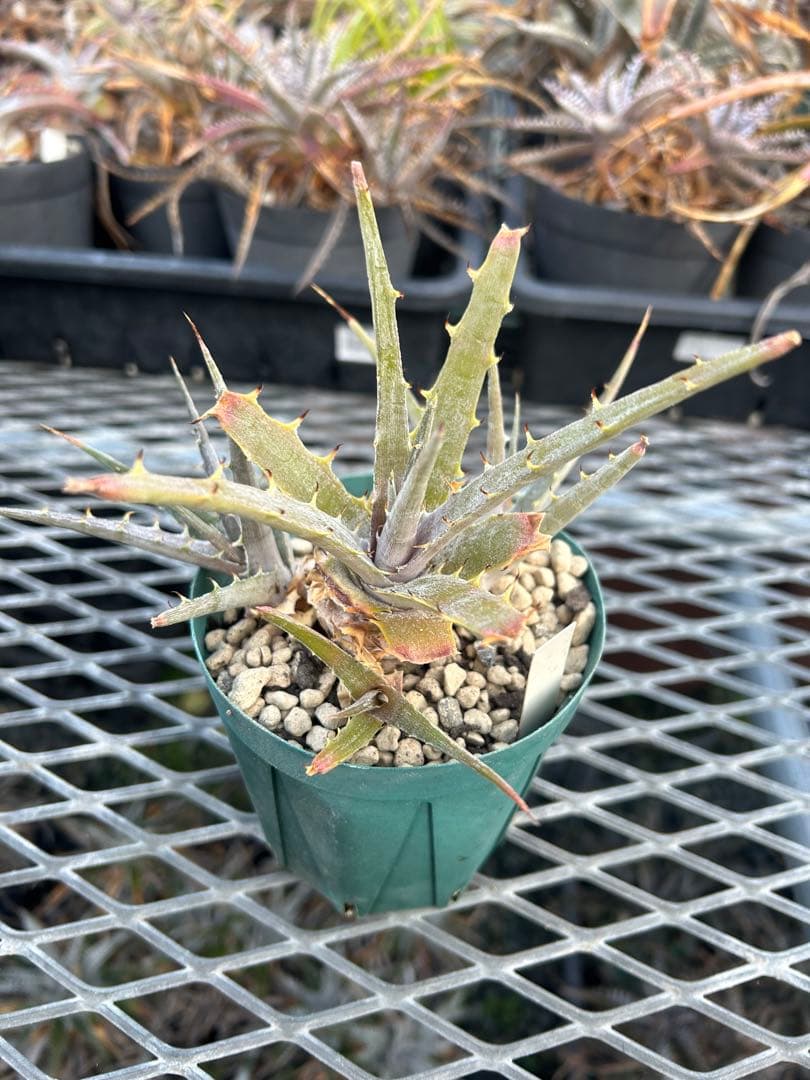 子株付き DBディッキア Dyckia beateae hybrid #227
