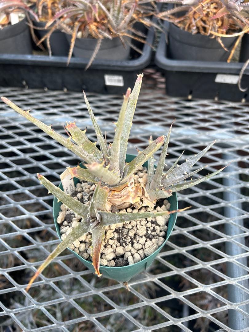子株付き DBディッキア Dyckia beateae hybrid #227
